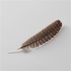 turkey feather
