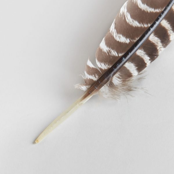 close up of brown + white turkey feather
